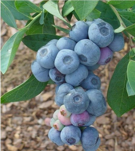  Blueberries and blueberry seedlings in a 2-3 l container, 25-35 cm