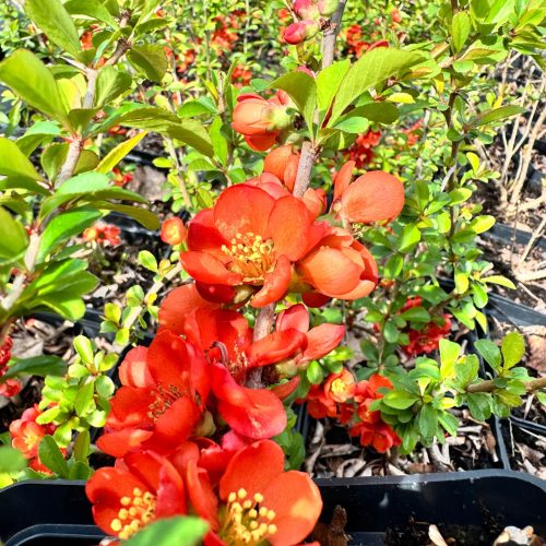  Quitte 'Clementine' Orangenblüten (Chaenomeles) P13