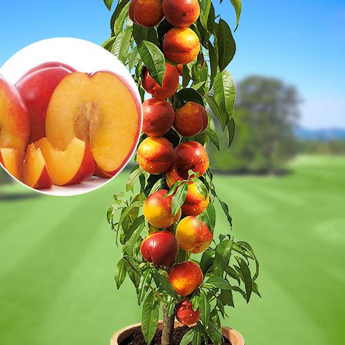  HARCO peaches and nectarines, bare-root seedling, 120-150 cm