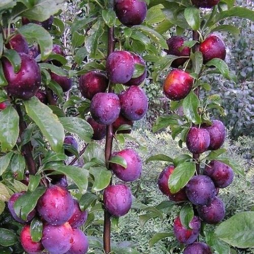  Blue-free plum seedling in 2-3l container, 130-150 cm