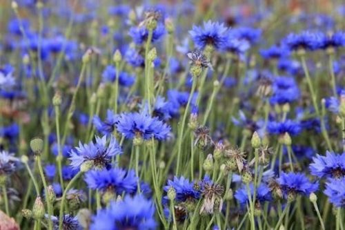  The cornflower seed