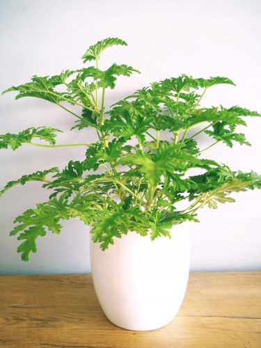  Pelargonium Graveolens seedling in a 0.5-1 liter container