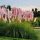  PINK Pampas Grass SPECIAL PRICE!