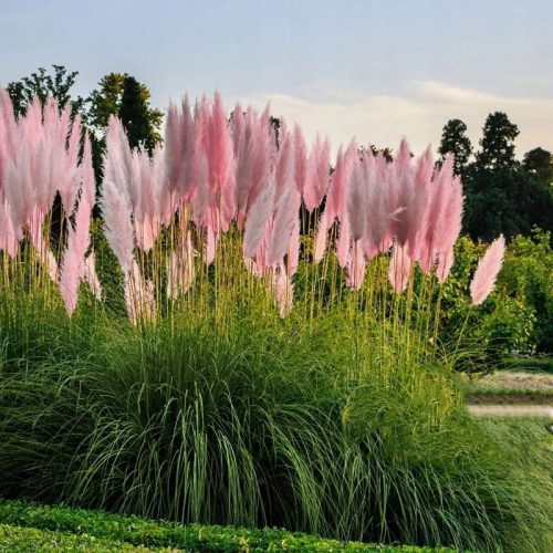  PINK Pampas Grass SPECIAL PRICE!