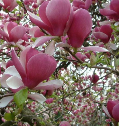  Magnolia and tulip trees, seedlings in 3-5 liter containers, 70-140 cm