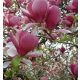  Magnolia and tulip trees, seedlings in 3-5 liter containers, 70-140 cm