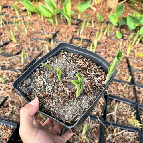  Funkia 'Blue Angel' IN POT P16, three years old, well rooted (Hosta)