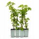  Climbing Hydrangea petiolaris Hydrangea 40cm+ SET of 4 pieces