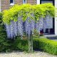  Wisteria seedling in a 1-2l 40 cm container