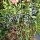  Blueberries and blueberries Boreal Beast/Boreal Blizzard/Strawberry Sensation/Giant's Heart seedling in container 0.5-1l 30-45 cm