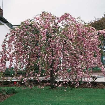  Japanese Cherry KIKU SHIDARE ZAKURA 170 cm PENDULUM full of PINK FLOWERS