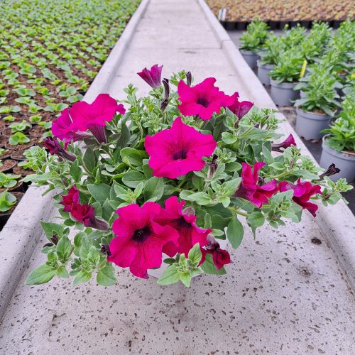  Petunia Hybrida Lila seedling in a 2-3 liter container