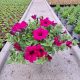  Petunia Hybrida Lila seedling in a 2-3 liter container