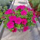  Petunia Hybrida Hot Pink seedling in a 2-3 liter container