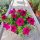  Petunia Hybrida raspberry seedling in a 2-3 liter container