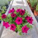  Petunia Hybrida raspberry seedling in a 2-3 liter container