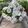  Petunia Hybrida Pearl White seedling in a 2-3 liter container