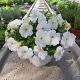  Petunia Hybrida Pearl White seedling in a 2-3 liter container