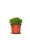  Hebe GREEN GLOBE evergreen - 9 pcs