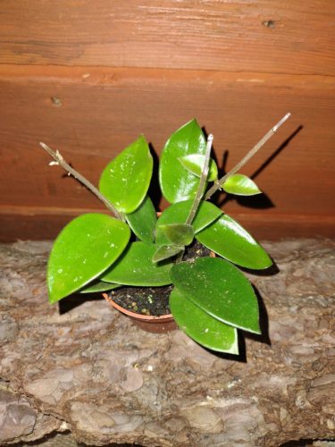  Hoja Chouke seedling in container up to 0.5 l