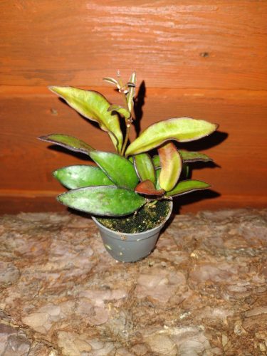  Hoja Rosita seedling in a 0.5-liter container