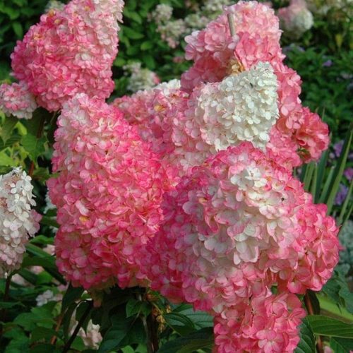  Hydrangea SUNDAE FRAISE* Premium, height 80 cm, HIT