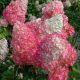  Hydrangea SUNDAE FRAISE* Premium, height 80 cm, HIT