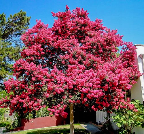  Lagerstroemia Indica Pink The longest flowering Lagerstromia shrub