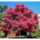  Lagerstroemia Indica Pink The longest flowering Lagerstromia shrub