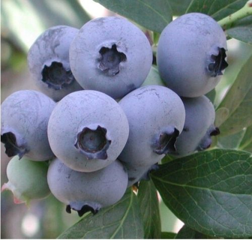  Blueberries and blueberry bonus seedling in 1-2 l container, 25-35 cm