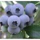  Blueberries and blueberry bonus seedling in 1-2 l container, 25-35 cm