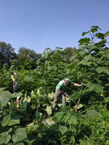  Small Carp Paulownia Oxytree Oxygen Tree Guarantee