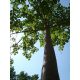  CARP Paulovnia Oxytree Oxygen Tree Guarantee