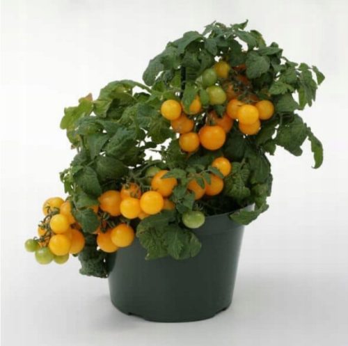  Miniature cherry tomato, lemon sorbet, yellow