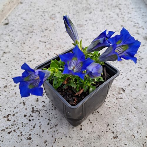  Dinaric Gentiana Gentiana Dinarica Perennial perennial seedlings for the garden