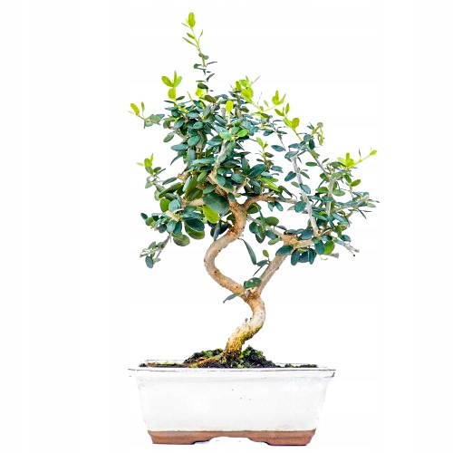  Olive European olive tree, seedling 35-50 cm