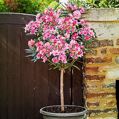  Nerium Oleander Pink HIT XXL THICK PINK ON THE STEM