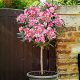  Nerium Oleander Pink HIT XXL THICK PINK ON THE STEM