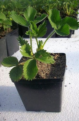  Florence strawberry seeds, very late seedlings