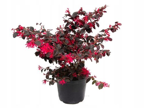  HIT BLACK PEARL * LOROPETALUM CHINENSE Rotbusch-SAMEN 40 CM