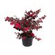  HIT BLACK PEARL * LOROPETALUM CHINENSE Rotbusch-SAMEN 40 CM