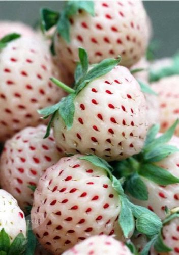  Wild strawberries and WHITE seedlings in a container up to 0.5 l, 3-15 cm