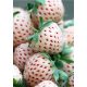  Wild strawberries and WHITE seedlings in a container up to 0.5 l, 3-15 cm