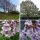  CARP large Paulownia Oxytree Oxygen Tree Guarantee