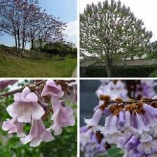  CARP large Paulownia Oxytree Oxygen Tree Guarantee