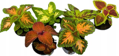  KOLEUS KOLEUS, VARIOUS COLOURS, COLOURFUL LEAVES, SEEDS IN POT, BOX 6 PIECES