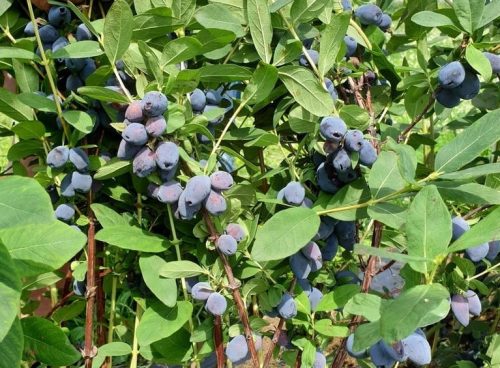  Blueberries and blueberries. Blue banana seedling in a container 0.5–1 l, 30–45 cm