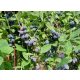  Blueberries and blueberries. Blue banana seedling in a container 0.5–1 l, 30–45 cm