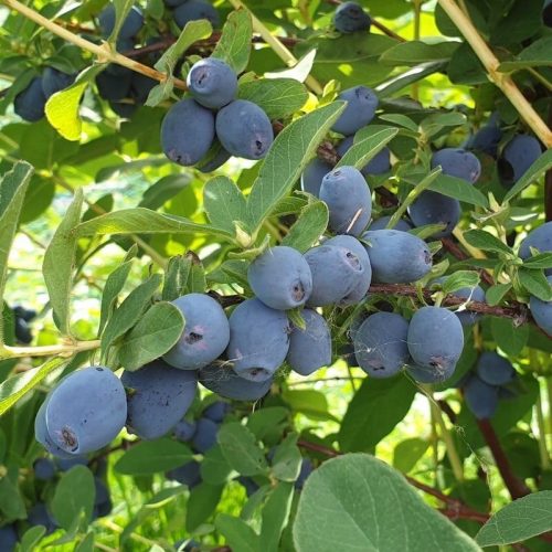  Blueberries and blueberries Strawberry Sensation seedling in a container 0.5-1l 20-30 cm