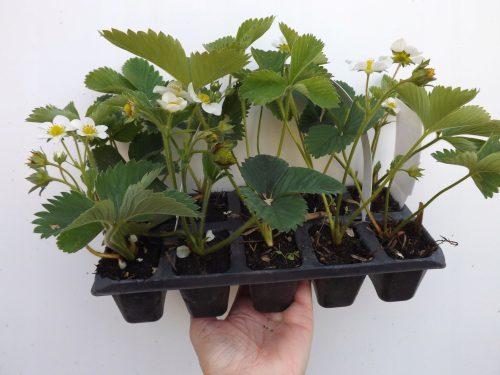  Wild strawberries Patrycja seedling in container 0.5-1l 8-12 cm